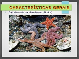  Exclusivamente marinhos (bento x plâncton)
CARACTERÍSTICAS GERAIS
CARACTERÍSTICAS GERAIS
 