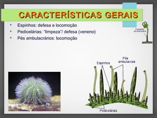  Espinhos: defesa e locomoção
 Pedicelárias: “limpeza”/ defesa (veneno)
 Pés ambulacrários: locomoção
CARACTERÍSTICAS GERAIS
CARACTERÍSTICAS GERAIS
 