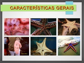 CARACTERÍSTICAS GERAIS
CARACTERÍSTICAS GERAIS
 