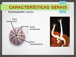  Endoesqueleto calcáreo
Zonas
ambulacrais
Zona
interambulacral
Placa
madrepórica
CARACTERÍSTICAS GERAIS
CARACTERÍSTICAS GERAIS
 