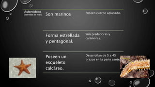Asteroideos
(estrellas de mar) Son marinos Poseen cuerpo aplanado.
Forma estrellada
y pentagonal.
Son predadoras y
carnívoras.
Poseen un
esqueleto
calcáreo.
Desarrollan de 5 a 45
brazos en la parte central.
 