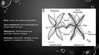 Boca: Carece de órgano masticador.
Surco ambulacral: Parte perforada por
donde salen los pies.
Madreporito: Perforaciones que
permiten ingresar el agua.
Estomago: Reversible, dividido en dos
sectores: el cardíaco y el pilórico.
 