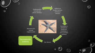 Habitan en
fondos marinos,
arenosos y
rocosos.
Carnívoras y
predadoras
(moluscos,
crustáceos y
otros animales
marinos)
Son dioicos
Reproducción
asexual
(regeneración)
Endoesqueleto
formado por
placas calcáreas.
Fecundación
externa
 