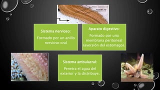 Sistema nervioso:
Formado por un anillo
nervioso oral
Aparato digestivo:
Formado por una
membrana peritoneal
(eversión del estomago).
Sistema ambulacral:
Penetra el agua del
exterior y la distribuye.
 