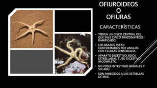 CARACTERÍSTICAS
• TIENEN UN DISCO CENTRAL DEL
QUE SALE CINCO BRAZOS(AVECES
RAMIFICADO)
• LOS BRAZOS ESTAN
CONFORMADOS POR ANILLOS
CON CELULAS SENSORIALES.
• APARATO DIGESTIVO( BOCA
ESTRELLADA), TUBO DIGESTIVO
IMCOMPLETO.
• NO POSEE INTESTINOS RADIALES Y
SIN ANO.
• SON PARECIDOS A LAS ESTRELLAS
DE MAR.
OFIUROIDEOS
O
OFIURAS
 