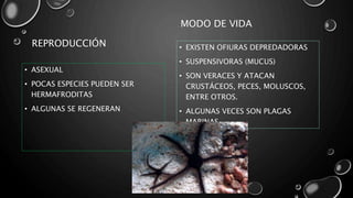 REPRODUCCIÓN
• ASEXUAL
• POCAS ESPECIES PUEDEN SER
HERMAFRODITAS
• ALGUNAS SE REGENERAN
MODO DE VIDA
• EXISTEN OFIURAS DEPREDADORAS
• SUSPENSIVORAS (MUCUS)
• SON VERACES Y ATACAN
CRUSTÁCEOS, PECES, MOLUSCOS,
ENTRE OTROS.
• ALGUNAS VECES SON PLAGAS
MARINAS.
 