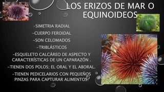 -SIMETRIA RADIAL
-CUERPO FEROIDAL
-SON CELOMADOS
-TRIBLÁSTICOS
-ESQUELETO CALCÁREO DE ASPECTO Y
CARACTERÍSTICAS DE UN CAPARAZÓN .
-TIENEN DOS POLOS; EL ORAL Y EL ABORAL.
-TIENEN PEDICELARIOS CON PEQUEÑOS
PINZAS PARA CAPTURAR ALIMENTOS.
LOS ERIZOS DE MAR O
EQUINOIDEOS
 