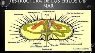 ESTRUCTURA DE LOS ERIZOS DE
MAR
 