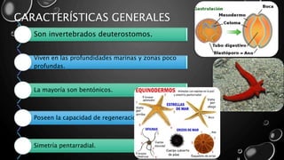 CARACTERÍSTICAS GENERALES
Son invertebrados deuterostomos.
Viven en las profundidades marinas y zonas poco
profundas.
La mayoría son bentónicos.
Poseen la capacidad de regeneración.
Simetría pentarradial.
 