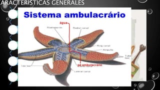 CARACTERÍSTICAS GENERALES
Esqueleto interno formado por ostículos.
Sistema bascular acuático único, Sistema
ambulacral.
Algunas especies presentan pedicelarios.
Sistema digestivo adaptado a la alimentación.
Sistema circulatorio abierto.
 