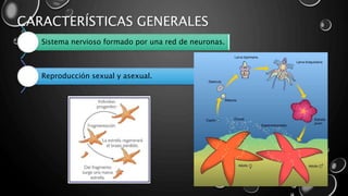 CARACTERÍSTICAS GENERALES
Reproducción sexual y asexual.
Sistema nervioso formado por una red de neuronas.
 