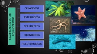 CLASIFICACIÓNDELOS
EQUINODERMOS
CRINOIDEOS
ASTEROIDEOS
OFIUROIDEOS
EQUINOIDEOS
HOLOTUROIDEOS
 