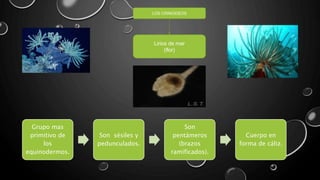 LOS CRINOIDEOS
Lirios de mar
(flor)
Grupo mas
primitivo de
los
equinodermos.
Son sésiles y
pedunculados.
Son
pentámeros
(brazos
ramificados).
Cuerpo en
forma de cáliz.
 