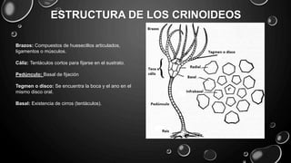 ESTRUCTURA DE LOS CRINOIDEOS
Brazos: Compuestos de huesecillos articulados,
ligamentos o músculos.
Cáliz: Tentáculos cortos para fijarse en el sustrato.
Pedúnculo: Basal de fijación
Tegmen o disco: Se encuentra la boca y el ano en el
mismo disco oral.
Basal: Existencia de cirros (tentáculos).
Corona
 