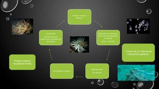 Sistema nervioso
disperso.
Alimentación: Partículas,
larvas de invertebrados y
crustáceos.
(ciliar – mucosa)
Reproducción:
Son dioicos.
Fecundación: externa
Locomoción:
Oscilaciones del
pedúnculo y flexiones de
los brazos
Poseen sistema
circulatorio hemal.
Carece de un sistema de
intercambio gaseoso
 