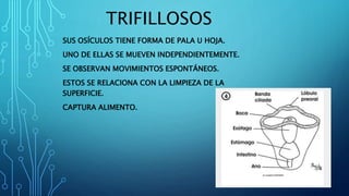 TRIFILLOSOS
SUS OSÍCULOS TIENE FORMA DE PALA U HOJA.
UNO DE ELLAS SE MUEVEN INDEPENDIENTEMENTE.
SE OBSERVAN MOVIMIENTOS ESPONTÁNEOS.
ESTOS SE RELACIONA CON LA LIMPIEZA DE LA
SUPERFICIE.
CAPTURA ALIMENTO.
 