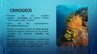 CRINOIDEOS
• Proviene de los vocablos
griegos (Crinoidea, gr. κρίνων krínon,
"lirio" y ειδος eidos, "forma").
• Clase del filo equinodermos,
del subfilo Pelmatozoa.
• Reciben el nombre común de lirios de mar,
debido al aspecto ramificado de sus brazos.
También son llamados "estrellas con
plumas".
• Son el grupo de equinodermos viviente que
se considera más antiguo. Fueron muy
abundantes durante el Paleozoico, pero hoy
sobreviven poco más de 600 especies
 