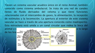 Tienen un sistema vascular acuático único en el reino Animal, también
conocido como sistema ambulacral. Se trata de una red de canales
llenos de fluido derivados del celoma y que tiene funciones
relacionadas con el intercambio de gases, la alimentación, la recepción
de estímulos y la locomoción. La apertura al exterior de este sistema
vascular se hace a través de una apertura conocida como madreporito.
Esta estructura está unida a un canal circular que rodea la boca del
animal y del que surgen 5 canales radiales que se extienden a lo largo
de los brazos del animal.
 