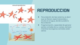 REPRODUCCION
● Fecundación de tipo externa, es decir
que se liberan espermatozoides y
óvulos en el agua, donde sucede la
fecundación
● Fragmentación, capacidad de generar
partes cortadas de su cuerpo, siempre
mientras los órganos centrales están
salvos
 