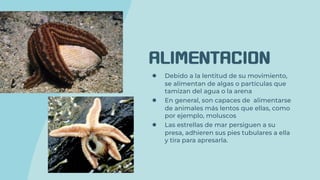 ALIMENTACION
● Debido a la lentitud de su movimiento,
se alimentan de algas o partículas que
tamizan del agua o la arena
● En general, son capaces de alimentarse
de animales más lentos que ellas, como
por ejemplo, moluscos
● Las estrellas de mar persiguen a su
presa, adhieren sus pies tubulares a ella
y tira para apresarla.
 