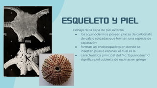 ESQUELETO Y PIEL
Debajo de la capa de piel externa,
● los equinodermos poseen placas de carbonato
de calcio soldadas que forman una especie de
caparazón
● forman un endoesqueleto en donde se
insertan púas o espinas, el cual es la
● característica principal del ﬁlo. ‘Equinodermo’
signiﬁca piel cubierta de espinas en griego
 