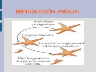 CARACTERÍSTICAS Los equinodermos son animales con  SIMETRÍA RADIAL,  es decir, que las partes del cuerpo están situadas alrededor de un centro. La piel está recubierta de  PLACAS CALCÁREAS  (de carbonato cálcico) articuladas entre si (estrellas de mar) o soldadas formando un  caparazón  (erizos marinos). Sobre estas placas, en los erizos, se insertan las púas o espinas que son las que dan el nombre al grupo:  "EQUINODERMO ", que significa  piel cubierta de espinas . Viven exclusivamente en el medio marino . 