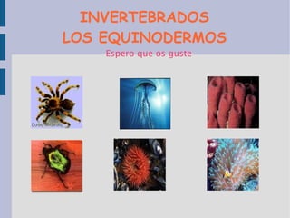 INVERTEBRADOS LOS EQUINODERMOS ,[object Object]