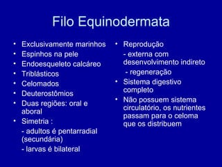 Filo Equinodermata Exclusivamente marinhos Espinhos na pele Endoesqueleto calcáreo Triblásticos Celomados Deuterostômios Duas regiões: oral e aboral Simetria :  - adultos é pentarradial (secundária) - larvas é bilateral Reprodução - externa com  desenvolvimento indireto - regeneração Sistema digestivo completo Não possuem sistema circulatório, os nutrientes passam para o celoma que os distribuem 