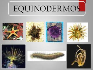 EQUINODERMOS
 