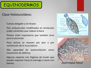 Clase Holoturoideos:
Cuerpo alargado y sin brazos
Pies ambulacrales modificados en tentáculos
orales retráctiles que rodean la boca
Poseen árbol respiratorio que tambien sirve
para la excreción
Poco activos se mueven por pies o por
contracción de la musculatura
Alta capacidad de automutilación como
mecanismo de defensa.
Algunas especies con Organos de Cuvier que
pueden expulsar hacia el enemigo a veces con
toxinas
EQUINODERMOS
Isostichopus fuscus
 