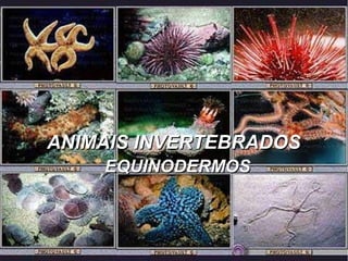 ANIMAIS INVERTEBRADOSANIMAIS INVERTEBRADOS
EQUINODERMOSEQUINODERMOS
 