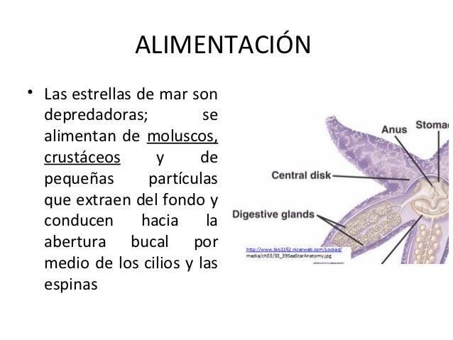 de que se alimentan las estrellas de mar equinodermos y hemicordados de que se alimentan las estrellas de mar equinodermos y hemicordados