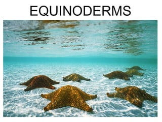 EQUINODERMS 