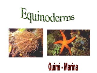 Equinoderms Quimi - Marina   