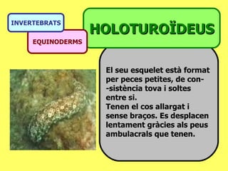El seu esquelet està format  per peces petites, de con- -sistència tova i soltes entre si.  Tenen el cos allargat i sense braços. Es desplacen lentament gràcies als peus ambulacrals que tenen. HOLOTUROÏDEUS EQUINODERMS INVERTEBRATS 