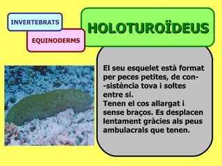 El seu esquelet està format  per peces petites, de con- -sistència tova i soltes entre si.  Tenen el cos allargat i sense braços. Es desplacen lentament gràcies als peus ambulacrals que tenen. HOLOTUROÏDEUS EQUINODERMS INVERTEBRATS 