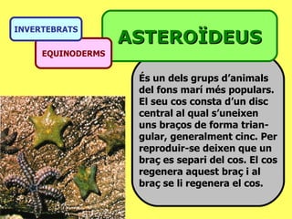 És un dels grups d’animals  del fons marí més populars. El seu cos consta d’un disc  central al qual s’uneixen  uns braços de forma trian- gular, generalment cinc. Per reproduir-se deixen que un braç es separi del cos. El cos regenera aquest braç i al  braç se li regenera el cos. ASTEROÏDEUS EQUINODERMS INVERTEBRATS 