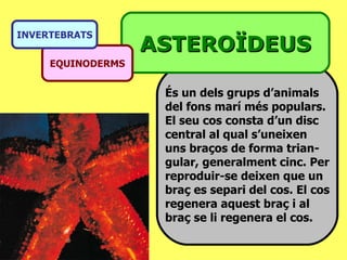 És un dels grups d’animals  del fons marí més populars. El seu cos consta d’un disc  central al qual s’uneixen  uns braços de forma trian- gular, generalment cinc. Per reproduir-se deixen que un braç es separi del cos. El cos regenera aquest braç i al  braç se li regenera el cos. ASTEROÏDEUS EQUINODERMS INVERTEBRATS 
