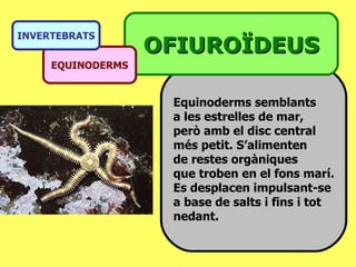 Equinoderms semblants  a les estrelles de mar,  però amb el disc central  més petit. S’alimenten de restes orgàniques que troben en el fons marí. Es desplacen impulsant-se a base de salts i fins i tot nedant. OFIUROÏDEUS EQUINODERMS INVERTEBRATS 
