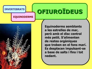 Equinoderms semblants  a les estrelles de mar,  però amb el disc central  més petit. S’alimenten de restes orgàniques que troben en el fons marí. Es desplacen impulsant-se a base de salts i fins i tot nedant. OFIUROÏDEUS EQUINODERMS INVERTEBRATS 