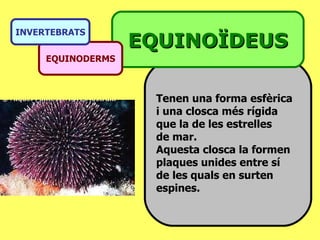 Tenen una forma esfèrica i una closca més rígida que la de les estrelles  de mar. Aquesta closca la formen plaques unides entre sí de les quals en surten espines. EQUINOÏDEUS EQUINODERMS INVERTEBRATS 