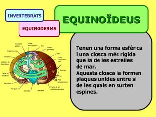 Tenen una forma esfèrica i una closca més rígida que la de les estrelles  de mar. Aquesta closca la formen plaques unides entre sí de les quals en surten espines. EQUINOÏDEUS EQUINODERMS INVERTEBRATS 