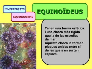 Tenen una forma esfèrica i una closca més rígida que la de les estrelles  de mar. Aquesta closca la formen plaques unides entre sí de les quals en surten espines. EQUINOÏDEUS EQUINODERMS INVERTEBRATS 