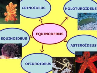 EQUINODERMS OFIUROÏDEUS EQUINOÏDEUS CRINOÏDEUS HOLOTUROÏDEUS  ASTEROÏDEUS  