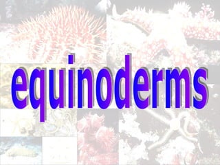 equinoderms 