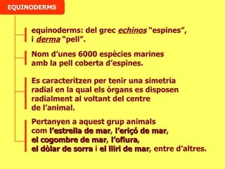 EQUINODERMS equinoderms: del grec  echinos   “espines”,  i  derma  “pell”. Nom d’unes 6000 espècies marines  amb la pell coberta d’espines. Es caracteritzen per tenir una simetria radial en la qual els òrgans es disposen radialment al voltant del centre  de l’animal. Pertanyen a aquest grup animals  com  l’estrella de mar ,  l’eriçó de mar ,  el cogombre de mar ,  l’ofiura ,  el dòlar de sorra  i  el lliri de mar , entre d’altres. 