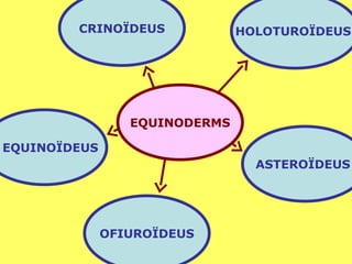 EQUINODERMS OFIUROÏDEUS EQUINOÏDEUS CRINOÏDEUS HOLOTUROÏDEUS  ASTEROÏDEUS  