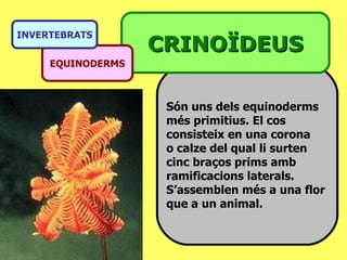 Són uns dels equinoderms  més primitius. El cos  consisteix en una corona  o calze del qual li surten cinc braços prims amb  ramificacions laterals.  S’assemblen més a una flor  que a un animal. CRINOÏDEUS EQUINODERMS INVERTEBRATS 