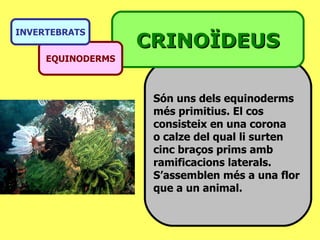 Són uns dels equinoderms  més primitius. El cos  consisteix en una corona  o calze del qual li surten cinc braços prims amb  ramificacions laterals.  S’assemblen més a una flor  que a un animal. CRINOÏDEUS EQUINODERMS INVERTEBRATS 