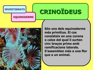 Són uns dels equinoderms  més primitius. El cos  consisteix en una corona  o calze del qual li surten cinc braços prims amb  ramificacions laterals.  S’assemblen més a una flor  que a un animal. CRINOÏDEUS EQUINODERMS INVERTEBRATS 